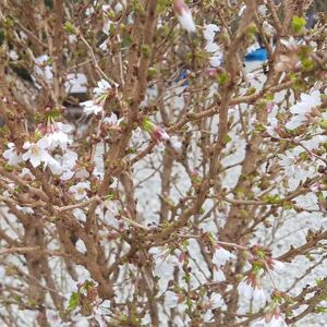 Prunus incisa 'Kojo-no-mai' 80-100 cm